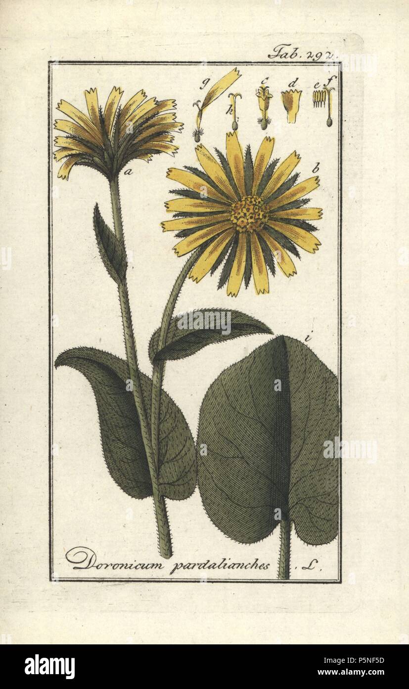 Great leopard's bane, Doronicum pardalianches. Handcoloured copperplate botanical engraving from Johannes Zorn's 'Afbeelding der Artseny-Gewassen,' Jan Christiaan Sepp, Amsterdam, 1796. Zorn first published his illustrated medical botany in Nurnberg in 1780 with 500 plates, and a Dutch edition followed in 1796 published by J.C. Sepp with an additional 100 plates. Zorn (1739-1799) was a German pharmacist and botanist who collected medical plants from all over Europe for his 'Icones plantarum medicinalium' for apothecaries and doctors. Stock Photo