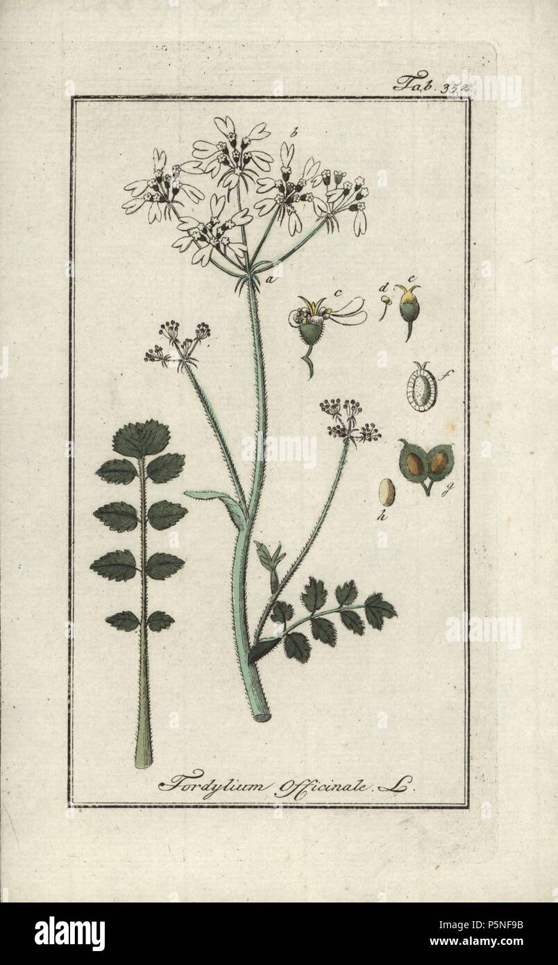 Hartwort, Tordylium apulum. Handcoloured copperplate botanical engraving from Johannes Zorn's 'Afbeelding der Artseny-Gewassen,' Jan Christiaan Sepp, Amsterdam, 1796. Zorn first published his illustrated medical botany in Nurnberg in 1780 with 500 plates, and a Dutch edition followed in 1796 published by J.C. Sepp with an additional 100 plates. Zorn (1739-1799) was a German pharmacist and botanist who collected medical plants from all over Europe for his 'Icones plantarum medicinalium' for apothecaries and doctors. Stock Photo