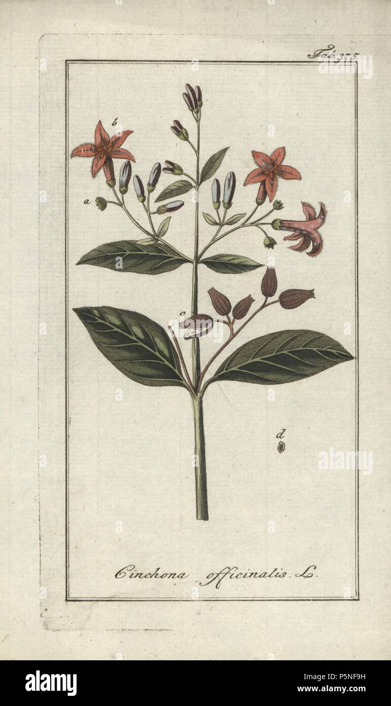 Quinine bark tree, Cinchona officinalis. Handcoloured copperplate botanical engraving from Johannes Zorn's 'Afbeelding der Artseny-Gewassen,' Jan Christiaan Sepp, Amsterdam, 1796. Zorn first published his illustrated medical botany in Nurnberg in 1780 with 500 plates, and a Dutch edition followed in 1796 published by J.C. Sepp with an additional 100 plates. Zorn (1739-1799) was a German pharmacist and botanist who collected medical plants from all over Europe for his 'Icones plantarum medicinalium' for apothecaries and doctors. Stock Photo