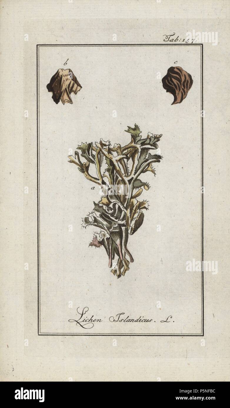 Iceland moss, Cetraria islandica, native to Iceland and northern America. Handcoloured copperplate botanical engraving from Johannes Zorn's 'Afbeelding der Artseny-Gewassen,' Jan Christiaan Sepp, Amsterdam, 1796. Zorn first published his illustrated medical botany in Nurnberg in 1780 with 500 plates, and a Dutch edition followed in 1796 published by J.C. Sepp with an additional 100 plates. Zorn (1739-1799) was a German pharmacist and botanist who collected medical plants from all over Europe for his 'Icones plantarum medicinalium' for apothecaries and doctors. Stock Photo