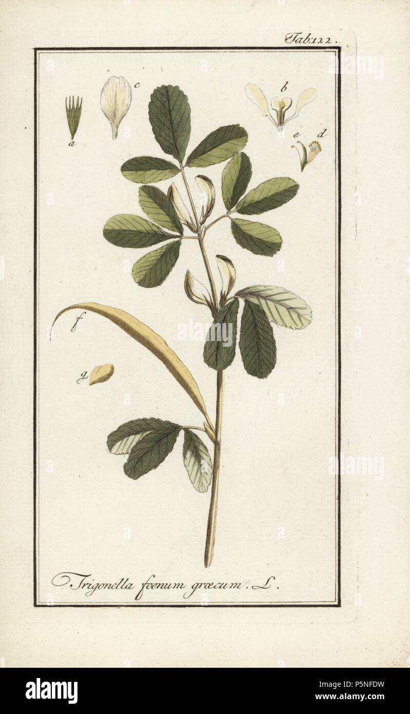 Fenugreek, Trigonella foenum-graecum, native to Asia. Handcoloured copperplate botanical engraving from Johannes Zorn's 'Afbeelding der Artseny-Gewassen,' Jan Christiaan Sepp, Amsterdam, 1796. Zorn first published his illustrated medical botany in Nurnberg in 1780 with 500 plates, and a Dutch edition followed in 1796 published by J.C. Sepp with an additional 100 plates. Zorn (1739-1799) was a German pharmacist and botanist who collected medical plants from all over Europe for his 'Icones plantarum medicinalium' for apothecaries and doctors. Stock Photo