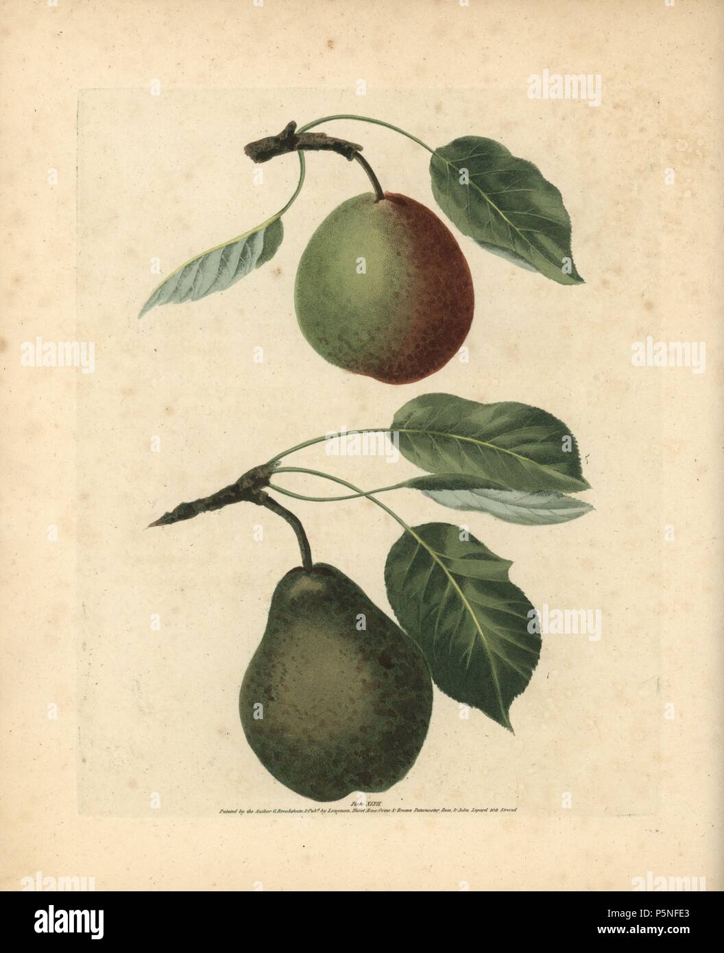 Pear varieties, Pyrus communis: Winter Swan's Egg and Easter Bergamot. Handcoloured stipple engraving of an illustration by George Brookshaw from his own 'Pomona Britannica,' London, Longman, Hurst, etc., 1817. The quarto edition of the original folio edition published from 1804-1812. Brookshaw (1751-1823) was a successful cabinet maker who disappeared in the 1790s before returning as a flower painter with the anonymous 'New Treatise on Flower Painting,' 1797. Stock Photo