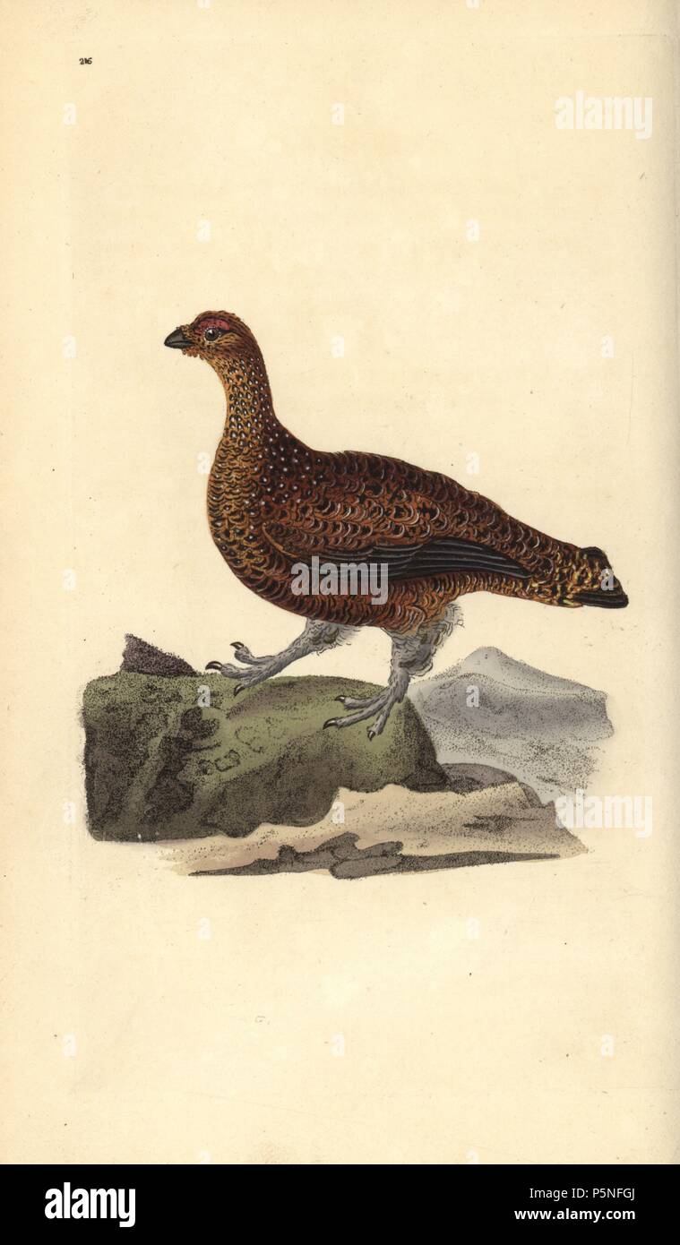 Red grouse (female), Lagopus scotica. Handcoloured copperplate drawn and engraved by Edward Donovan from his own 'Natural History of British Birds,' London, 1794-1819. Edward Donovan (1768-1837) was an Anglo-Irish amateur zoologist, writer, artist and engraver. He wrote and illustrated a series of volumes on birds, fish, shells and insects, opened his own museum of natural history in London, but later he fell on hard times and died penniless. Stock Photo