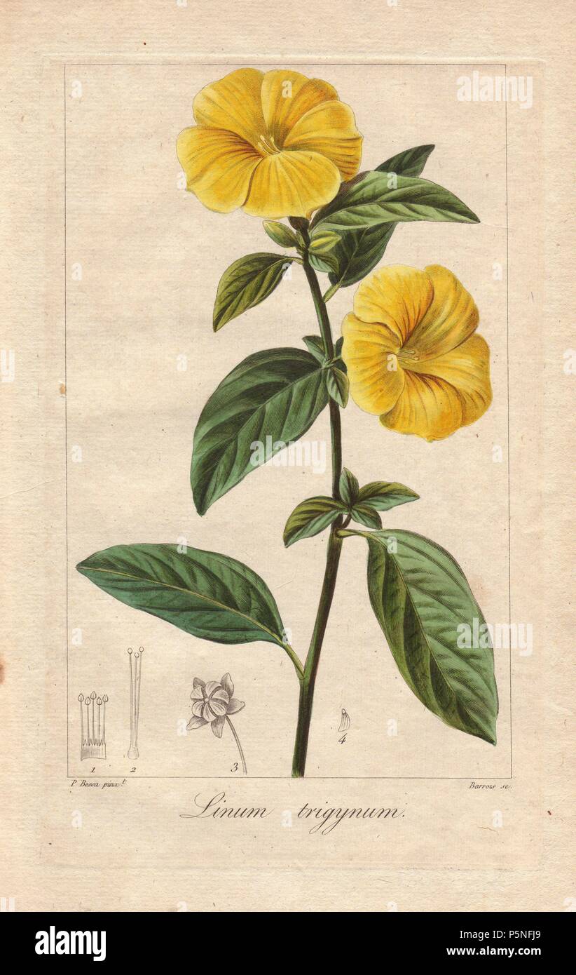 French or yellow flax, Linum trigynum. Handcoloured stipple engraving on copper by Barrois from a botanical illustration by Pancrace Bessa from Mordant de Launay's 'Herbier General de l'Amateur,' Audot, Paris, 1820. The Herbier was published from 1810 to 1827 and edited by Mordant de Launay and Loiseleur-Deslongchamps. Bessa (1772-1830s), along with Redoute and Turpin, is considered one of the greatest French botanical artists of the 19th century. Stock Photo