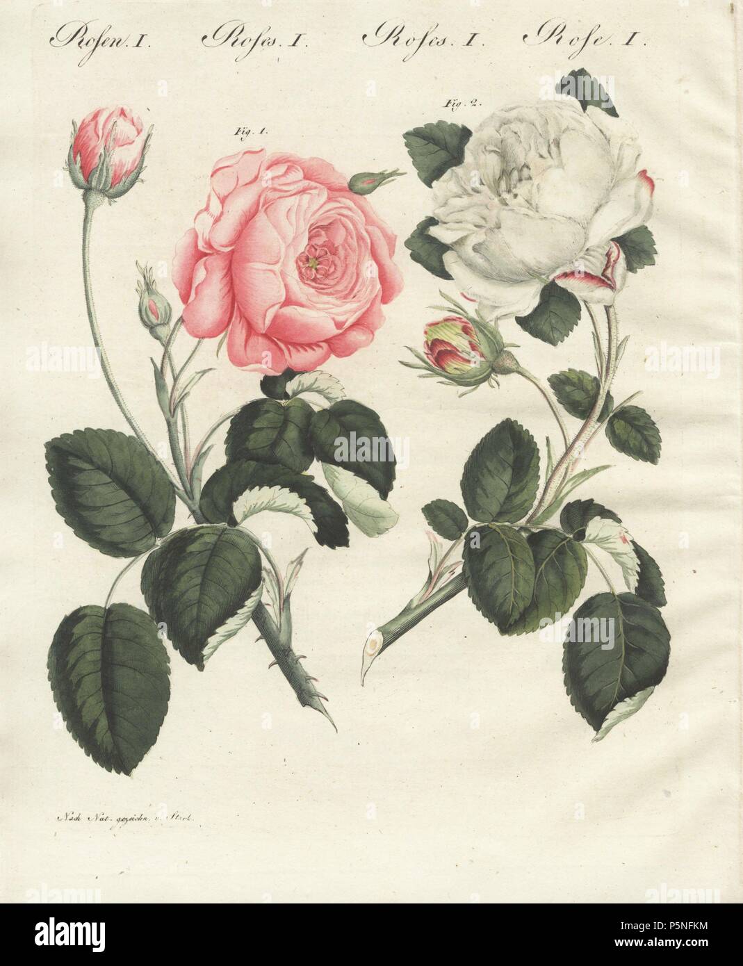 Pink German centifolia rose, Rosa centifolia germanica, and white unique rose, Rosa unica. Handcoloured copperplate engraving from an illustration drawn from nature by Stark from Bertuch's 'Bilderbuch fur Kinder' (Picture Book for Children), Weimar, 1790-1830. Friedrich Johann Bertuch (1747-1822) was a German publisher and man of arts most famous for his 12-volume encyclopedia for children illustrated with 1,200 engraved plates on natural history, science, costume, mythology, etc. Stock Photo