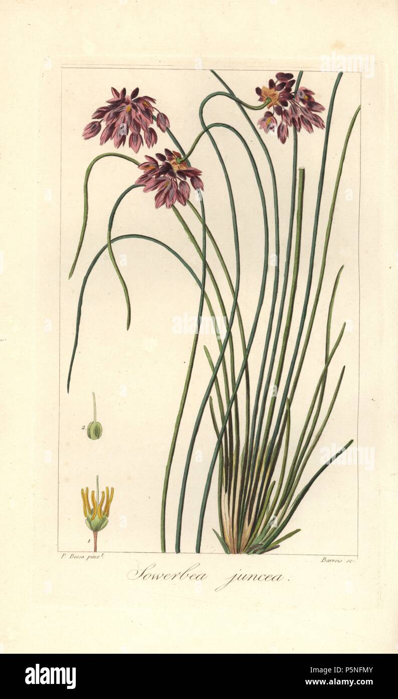 Rush lily, Sowerbaea juncea, native to Australia. Named for the botanical artist James Sowerby. Handcoloured stipple engraving on copper by Barrois from a botanical illustration by Pancrace Bessa from Mordant de Launay's 'Herbier General de l'Amateur,' Audot, Paris, 1820. The Herbier was published from 1810 to 1827 and edited by Mordant de Launay and Loiseleur-Deslongchamps. Bessa (1772-1830s), along with Redoute and Turpin, is considered one of the greatest French botanical artists of the 19th century. Stock Photo