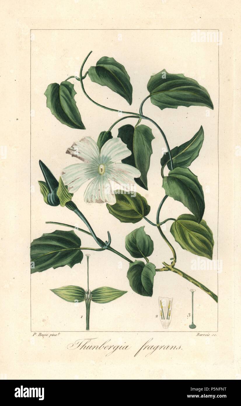White lady, Thunbergia fragrans, native to Australia. Handcoloured stipple engraving on copper by Barrois from a botanical illustration by Pancrace Bessa from Mordant de Launay's 'Herbier General de l'Amateur,' Audot, Paris, 1820. The Herbier was published from 1810 to 1827 and edited by Mordant de Launay and Loiseleur-Deslongchamps. Bessa (1772-1830s), along with Redoute and Turpin, is considered one of the greatest French botanical artists of the 19th century. Stock Photo