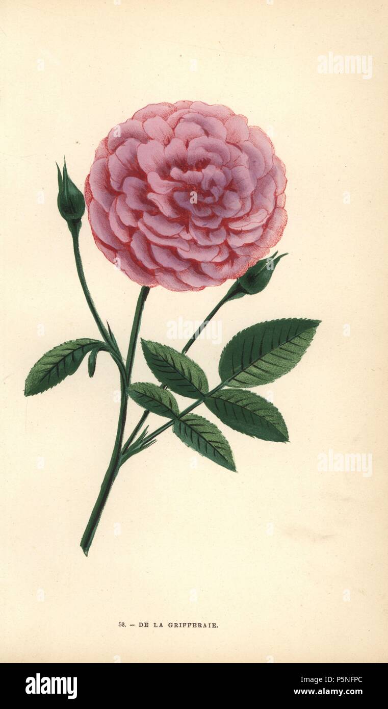 De la Grifferaie rose, hybrid of the Rosa multiflora, appeared on the market around 1846. Chromolithograph drawn and lithographed after nature by F. Grobon from Hippolyte Jamain and Eugene Forney's 'Les Roses,' Paris, J. Rothschild, 1873. Jamain was a rose grower and Forney a professor of arboriculture. François Frédéric Grobon (1815-1901) ran his own atelier and illustrated 'Fleurs' after Redoute with his brother Anthelme as the Grobon freres. Stock Photo