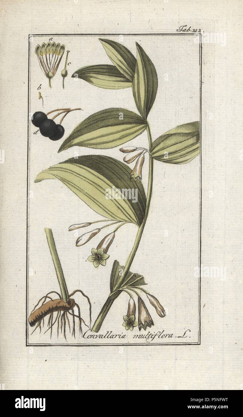 Solomon's seal, Polygonatum multiflorum. Handcoloured copperplate botanical engraving from Johannes Zorn's 'Afbeelding der Artseny-Gewassen,' Jan Christiaan Sepp, Amsterdam, 1796. Zorn first published his illustrated medical botany in Nurnberg in 1780 with 500 plates, and a Dutch edition followed in 1796 published by J.C. Sepp with an additional 100 plates. Zorn (1739-1799) was a German pharmacist and botanist who collected medical plants from all over Europe for his 'Icones plantarum medicinalium' for apothecaries and doctors. Stock Photo