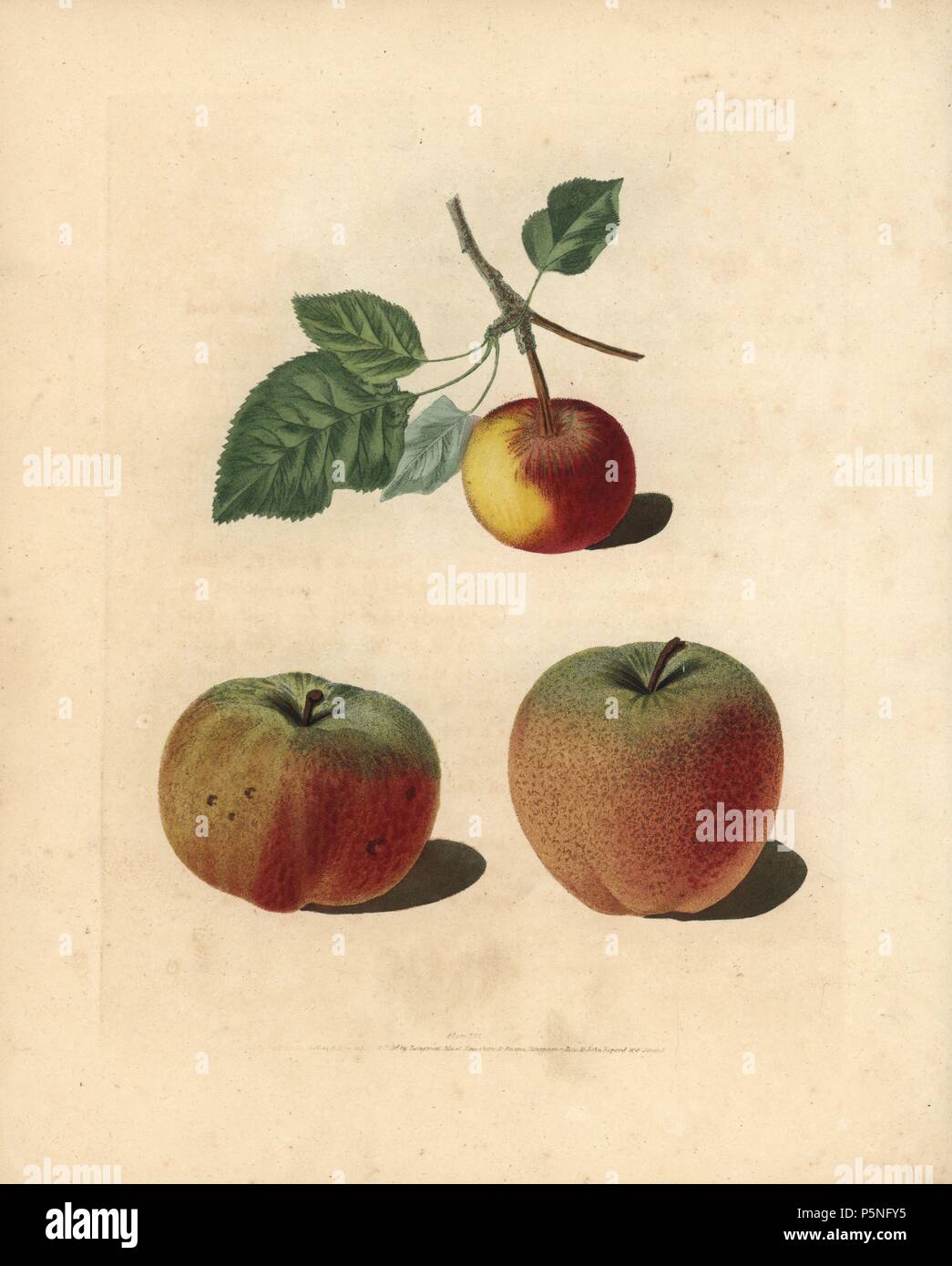 Apple varieties, Malus domestica: Pomme d'Api, Padly's Pippin and Bigg's Nonsuch. Handcoloured stipple engraving of an illustration by George Brookshaw from his own 'Pomona Britannica,' London, Longman, Hurst, etc., 1817. The quarto edition of the original folio edition published from 1804-1812. Brookshaw (1751-1823) was a successful cabinet maker who disappeared in the 1790s before returning as a flower painter with the anonymous 'New Treatise on Flower Painting,' 1797. Stock Photo