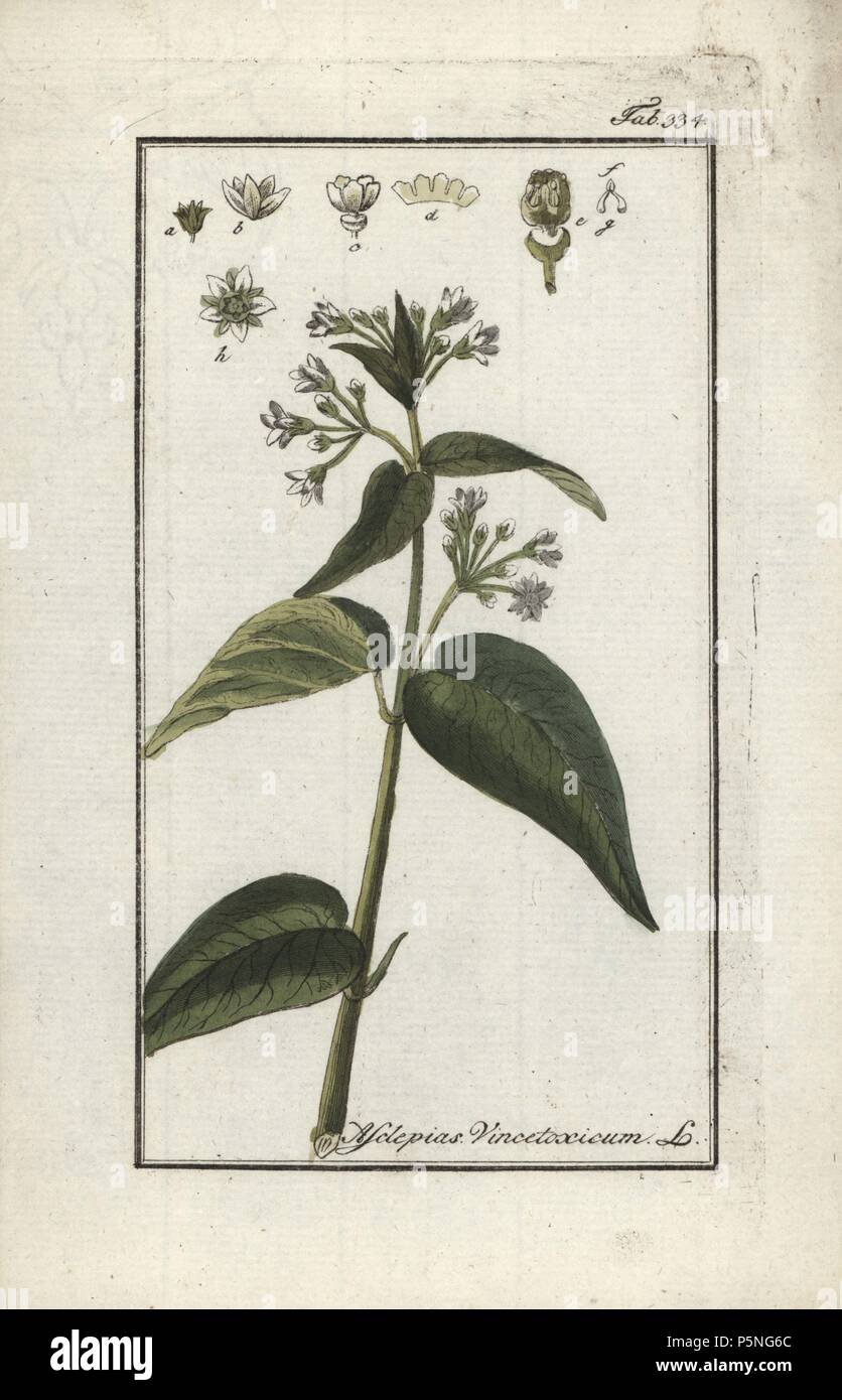 Swallow-wort, Asclepias vincetoxicum. Handcoloured copperplate botanical engraving from Johannes Zorn's 'Afbeelding der Artseny-Gewassen,' Jan Christiaan Sepp, Amsterdam, 1796. Zorn first published his illustrated medical botany in Nurnberg in 1780 with 500 plates, and a Dutch edition followed in 1796 published by J.C. Sepp with an additional 100 plates. Zorn (1739-1799) was a German pharmacist and botanist who collected medical plants from all over Europe for his 'Icones plantarum medicinalium' for apothecaries and doctors. Stock Photo