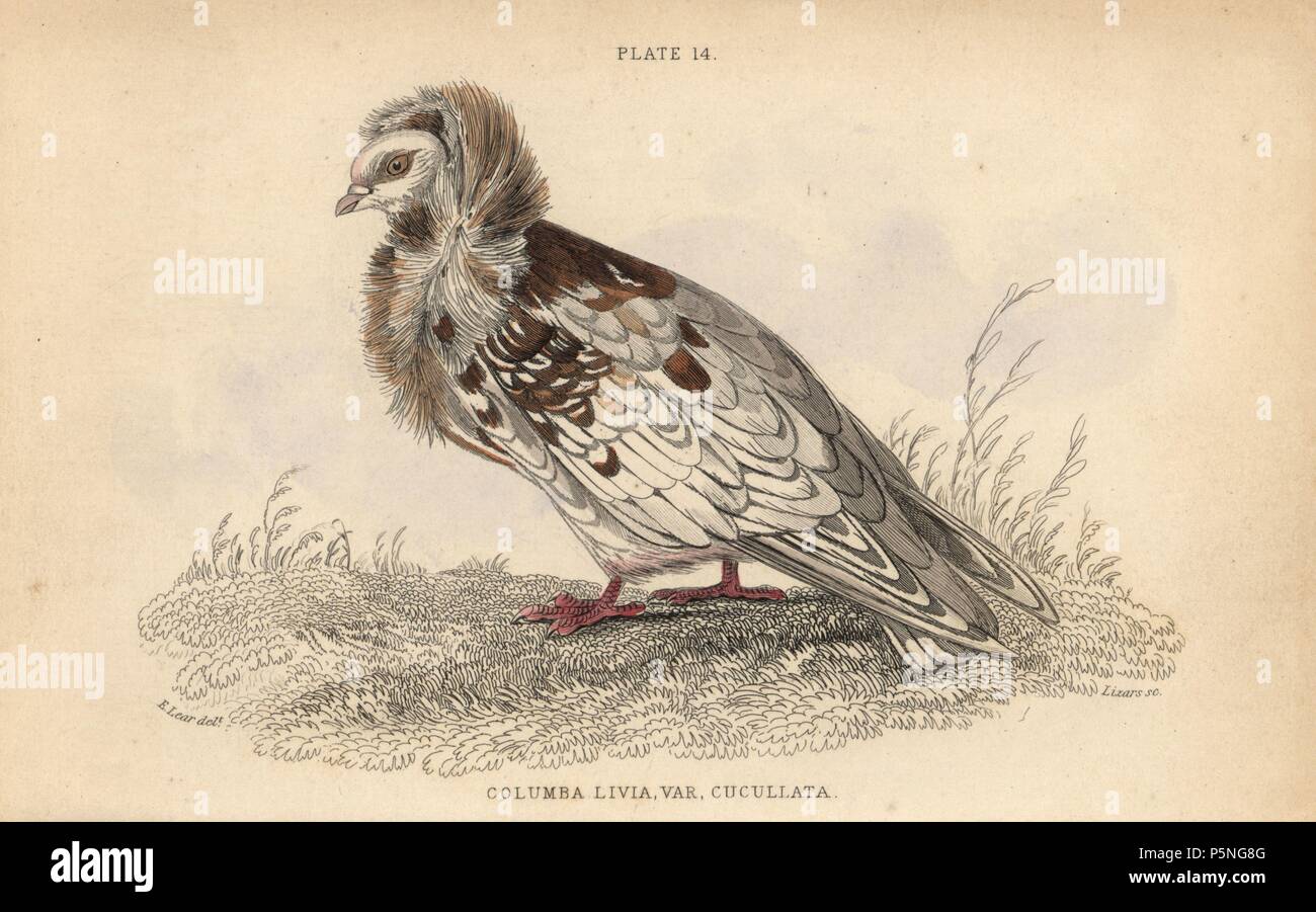 Jacobin pigeon, Columba cucullata Jacobina, fancy breed of pigeon. Handcoloured steel engraving by William Lizars after an illustration by Edward Lear from Prideaux John Selby's volume 'Pigeons' in Sir William Jardine's 'Naturalist's Library: Ornithology,' published by W.H. Lizars, Edinburgh, 1835. Artist Edward Lear (1812-1888), today most famous for his literary nonsense and limericks, was a skilled ornithological artist who published 'Illustrations of the Family of Psittacidae or Parrots' in 1832. Stock Photo