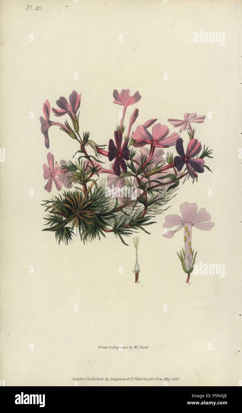 Bristly lychnidea, Phlox setacea. Handcoloured botanical illustration drawn and engraved by William Clark from Richard Morris's 'Flora Conspicua' London, Longman, Rees, 1826. William Clark was former draughtsman to the London Horticultural Society and illustrated many botanical books in the 1820s and 1830s. Stock Photo