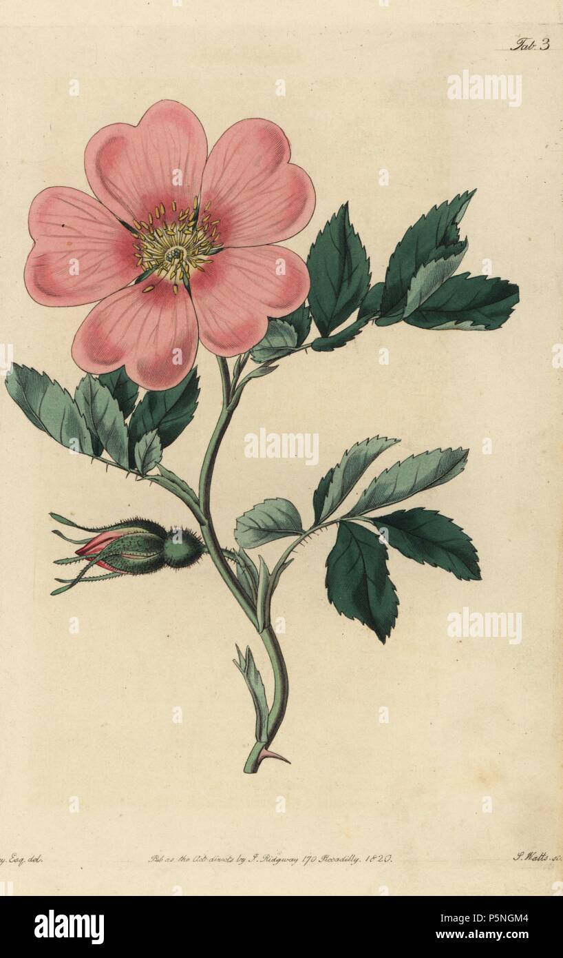Spreading Carolina rose, Rosa laxa, with pink rose in flower and rosebud, leaves and thorns. Handcoloured copperplate engraved by Watts from an illustration by John Lindley from his own 'Rosarum Monographia, or a Botanical History of Roses,' London, Ridgeway, 1820. Lindley (1799-1865) was an English botanist who specialized in roses and orchids. Lindley wrote and illustrated this monograph when just 22 years old. He went on to edit the 'Botanical Register' from 1829 to 1847. Stock Photo