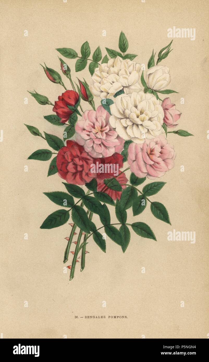 Indian Button Roses Bengale Pompons Rosa Chinensis Hybrids