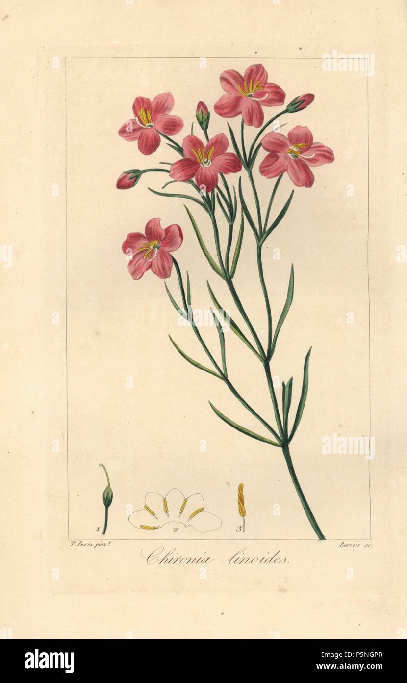 Bitterwortel or bitter root, Chironia linoides, native to South Africa. Handcoloured stipple engraving on copper by Barrois from a botanical illustration by Pancrace Bessa from Mordant de Launay's 'Herbier General de l'Amateur,' Audot, Paris, 1820. The Herbier was published from 1810 to 1827 and edited by Mordant de Launay and Loiseleur-Deslongchamps. Bessa (1772-1830s), along with Redoute and Turpin, is considered one of the greatest French botanical artists of the 19th century. Stock Photo