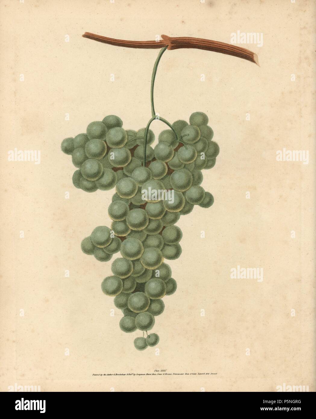 White Frontiniac grape, Vitis vinifera. Handcoloured stipple engraving of an illustration by George Brookshaw from his own 'Pomona Britannica,' London, Longman, Hurst, etc., 1817. The quarto edition of the original folio edition published from 1804-1812. Brookshaw (1751-1823) was a successful cabinet maker who disappeared in the 1790s before returning as a flower painter with the anonymous 'New Treatise on Flower Painting,' 1797. Stock Photo