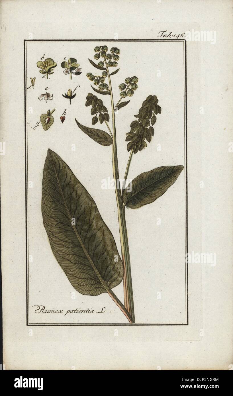 Patience dock, Rumex patientia, native to Europe. Handcoloured copperplate botanical engraving from Johannes Zorn's 'Afbeelding der Artseny-Gewassen,' Jan Christiaan Sepp, Amsterdam, 1796. Zorn first published his illustrated medical botany in Nurnberg in 1780 with 500 plates, and a Dutch edition followed in 1796 published by J.C. Sepp with an additional 100 plates. Zorn (1739-1799) was a German pharmacist and botanist who collected medical plants from all over Europe for his 'Icones plantarum medicinalium' for apothecaries and doctors. Stock Photo