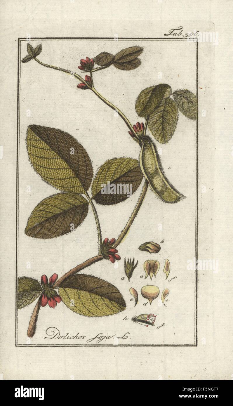 Soy or soya bean, Glycine max. Handcoloured copperplate botanical engraving from Johannes Zorn's 'Afbeelding der Artseny-Gewassen,' Jan Christiaan Sepp, Amsterdam, 1796. Zorn first published his illustrated medical botany in Nurnberg in 1780 with 500 plates, and a Dutch edition followed in 1796 published by J.C. Sepp with an additional 100 plates. Zorn (1739-1799) was a German pharmacist and botanist who collected medical plants from all over Europe for his 'Icones plantarum medicinalium' for apothecaries and doctors. Stock Photo