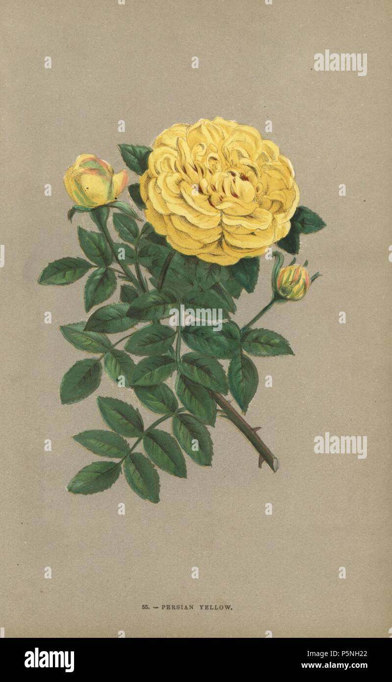 Persian yellow rose, Jaune de Perse, introduced from Persia to England in  1833 and to France in 1842. Chromolithograph drawn and lithographed after  nature by F. Grobon from Hippolyte Jamain and Eugene