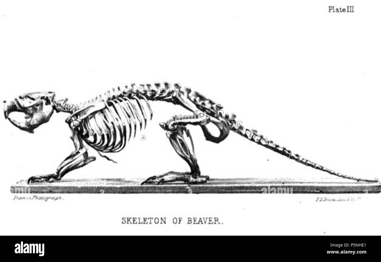 N/A. English: An illustration of a beaver skeleton. 1868. Lewis Henry Morgan 180 Beaverbones Stock Photo