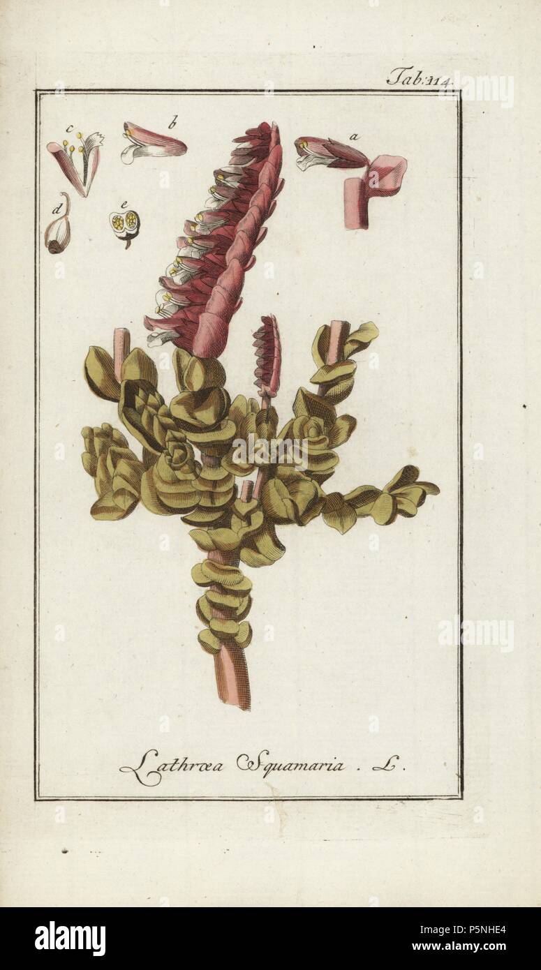 Common toothwort, Lathraea squamaria, parasitic on alder, hazel tree roots. Handcoloured copperplate botanical engraving from Johannes Zorn's 'Afbeelding der Artseny-Gewassen,' Jan Christiaan Sepp, Amsterdam, 1796. Zorn first published his illustrated medical botany in Nurnberg in 1780 with 500 plates, and a Dutch edition followed in 1796 published by J.C. Sepp with an additional 100 plates. Zorn (1739-1799) was a German pharmacist and botanist who collected medical plants from all over Europe for his 'Icones plantarum medicinalium' for apothecaries and doctors. Stock Photo
