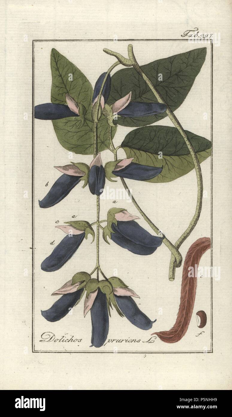 Velvet bean, Mucuna pruriens. Handcoloured copperplate botanical engraving from Johannes Zorn's 'Afbeelding der Artseny-Gewassen,' Jan Christiaan Sepp, Amsterdam, 1796. Zorn first published his illustrated medical botany in Nurnberg in 1780 with 500 plates, and a Dutch edition followed in 1796 published by J.C. Sepp with an additional 100 plates. Zorn (1739-1799) was a German pharmacist and botanist who collected medical plants from all over Europe for his 'Icones plantarum medicinalium' for apothecaries and doctors. Stock Photo