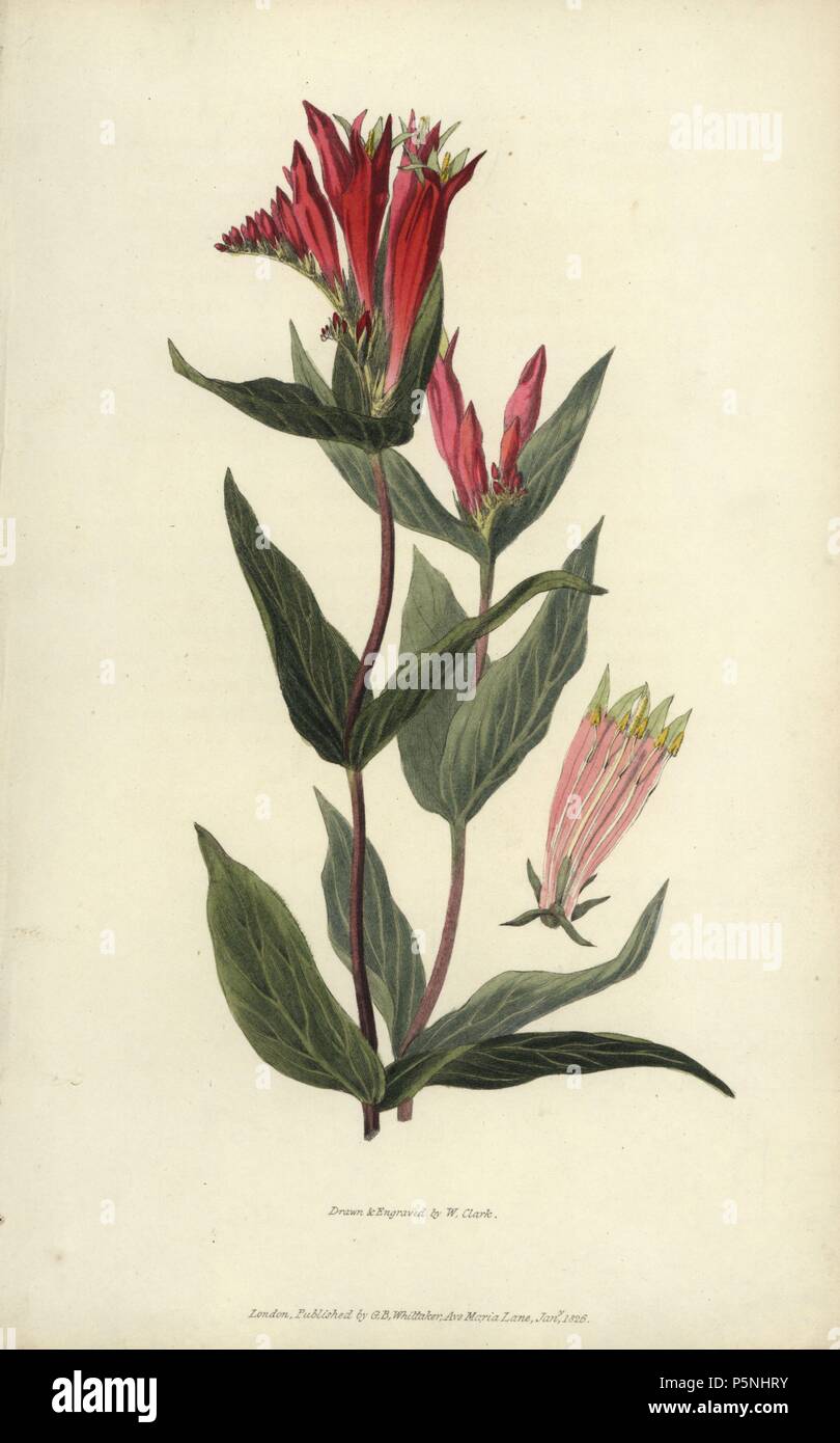 Indian pink, Spigelia marilandica. Handcoloured botanical illustration drawn and engraved by William Clark from Richard Morris's 'Flora Conspicua' London, Longman, Rees, 1826. William Clark was former draughtsman to the London Horticultural Society and illustrated many botanical books in the 1820s and 1830s. Stock Photo