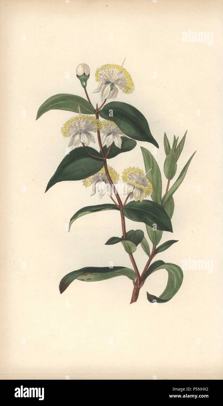 Myrtle, Myrtus communis. Handcoloured botanical illustration drawn and engraved by William Clark from Rebecca Hey's 'Moral of Flowers,' London, Longman, Rees, 1833. Mrs. Rebecca Hey was a Victorian writer, poet and artist who wrote 'Spirit of the Woods' 1837 and 'Recollections of the Lakes' 1841. William Clark was former draughtsman to the London Horticultural Society and illustrated many botanical books in the 1820s and 1830s. Stock Photo
