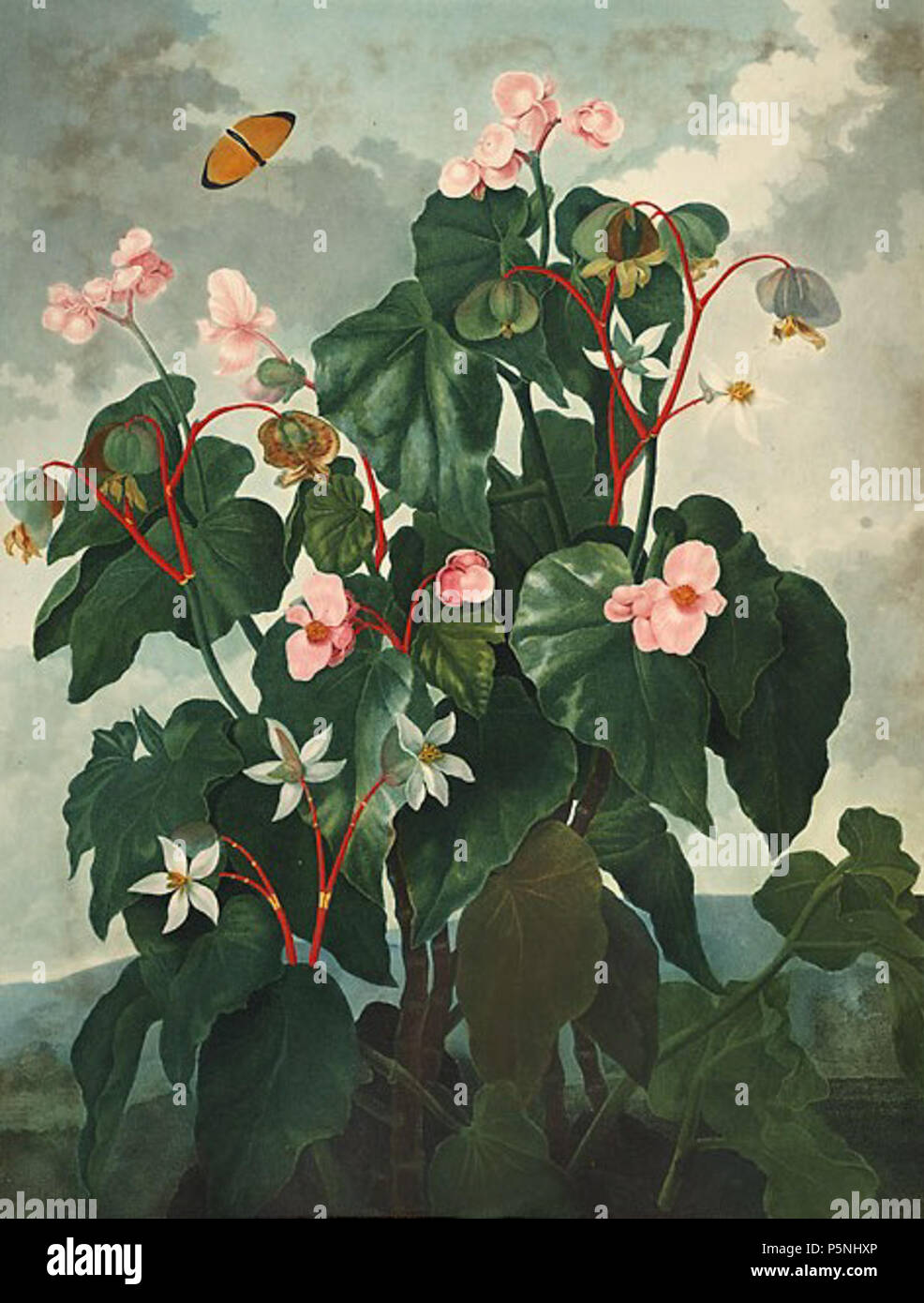 N/A. Begonia obliqua L. 1799. Robert John Thornton (1768-1837) 182 Begonia obliqua00 Stock Photo