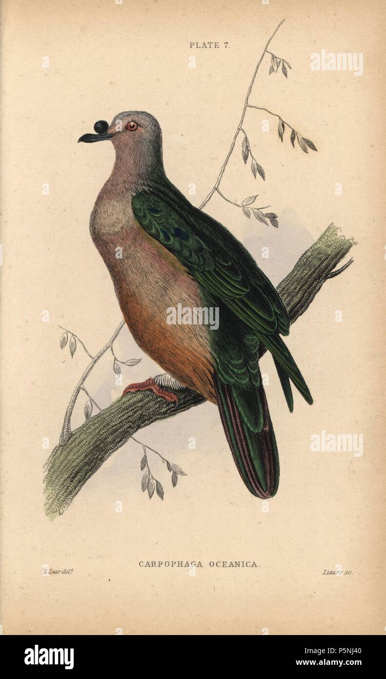 Micronesian Imperial-Pigeon, Ducula oceanica (Carpophaga oceanica, Oceanic fruit pigeon), native to Micronesia. Handcoloured steel engraving by William Lizars after an illustration by Edward Lear from Prideaux John Selby's volume 'Pigeons' in Sir William Jardine's 'Naturalist's Library: Ornithology,' published by W.H. Lizars, Edinburgh, 1835. Artist Edward Lear (1812-1888), today most famous for his literary nonsense and limericks, was a skilled ornithological artist who published 'Illustrations of the Family of Psittacidae or Parrots' in 1832. Stock Photo