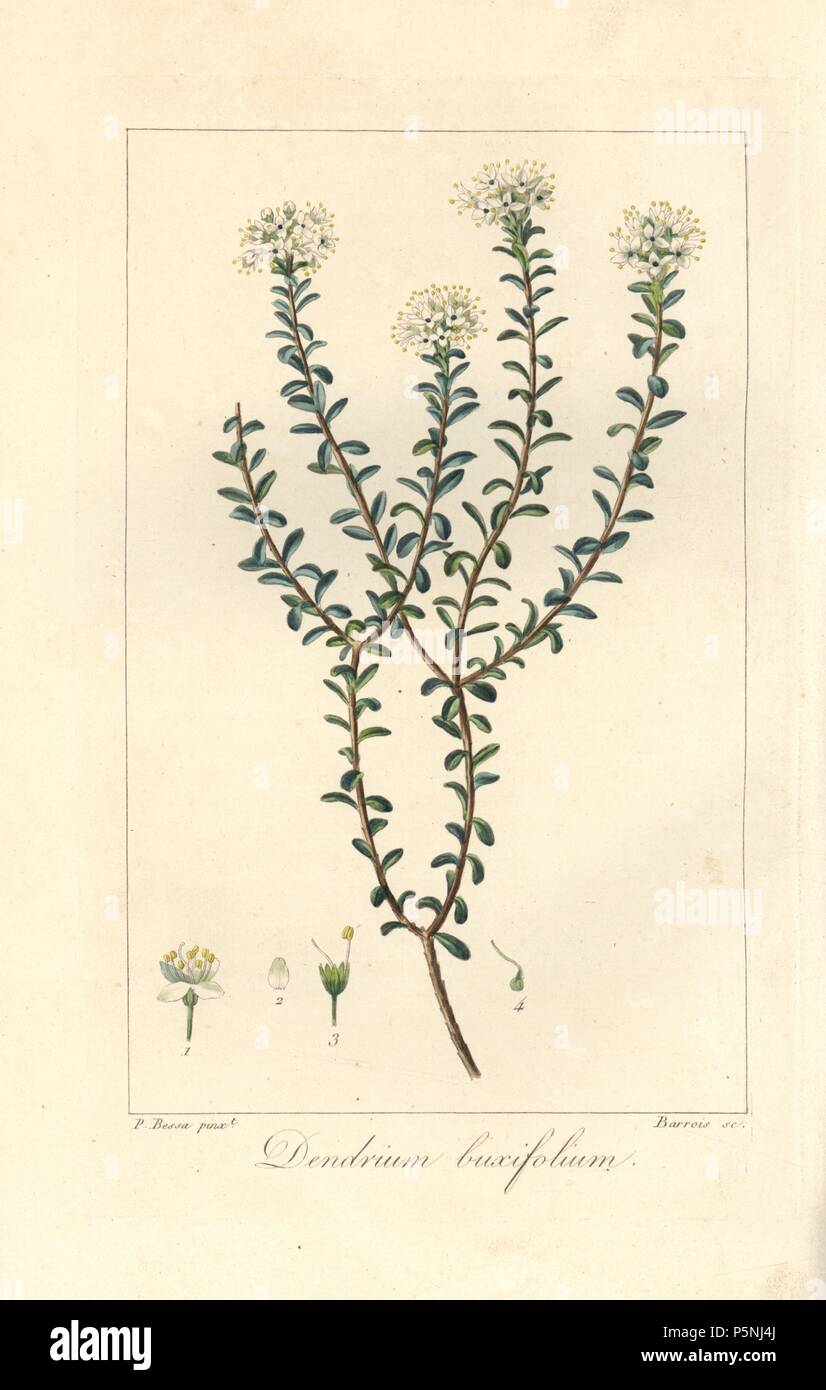 Dendrium buxifolium, native to America. Handcoloured stipple engraving on copper by Barrois from a botanical illustration by Pancrace Bessa from Mordant de Launay's 'Herbier General de l'Amateur,' Audot, Paris, 1820. The Herbier was published from 1810 to 1827 and edited by Mordant de Launay and Loiseleur-Deslongchamps. Bessa (1772-1830s), along with Redoute and Turpin, is considered one of the greatest French botanical artists of the 19th century. Stock Photo