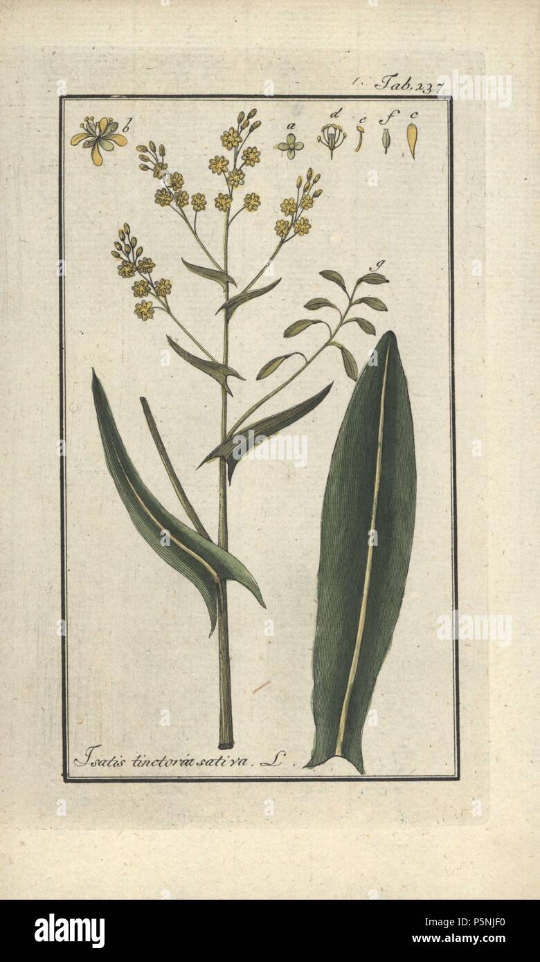 Dyer's woad, Isatis tinctoria sativa. Handcoloured copperplate botanical engraving from Johannes Zorn's 'Afbeelding der Artseny-Gewassen,' Jan Christiaan Sepp, Amsterdam, 1796. Zorn first published his illustrated medical botany in Nurnberg in 1780 with 500 plates, and a Dutch edition followed in 1796 published by J.C. Sepp with an additional 100 plates. Zorn (1739-1799) was a German pharmacist and botanist who collected medical plants from all over Europe for his 'Icones plantarum medicinalium' for apothecaries and doctors. Stock Photo
