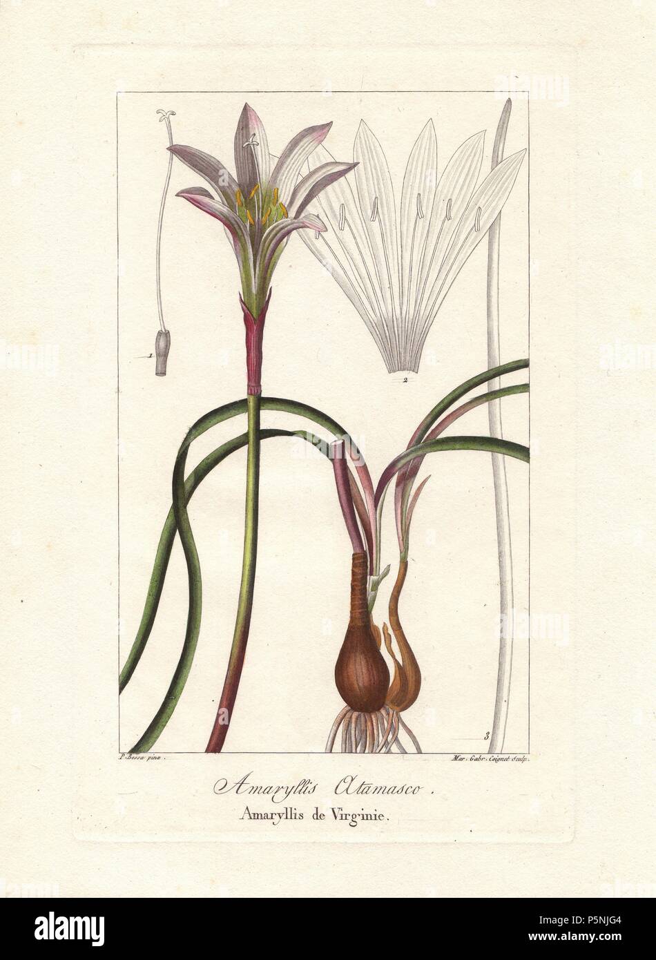 Atamasco lily, Zephryanthes atamasco, native to the eastern United States. Handcoloured stipple engraving on copper by Miss Marie Gabriel Coignet from a botanical illustration by Pancrace Bessa from Mordant de Launay's 'Herbier General de l'Amateur,' Audot, Paris, 1820. The Herbier was published from 1810 to 1827 and edited by Mordant de Launay and Loiseleur-Deslongchamps. Bessa (1772-1830s), along with Redoute and Turpin, is considered one of the greatest French botanical artists of the 19th century. The engraver Miss Coignet was born in Paris in 1793, and studied under Naigeon and Massard. Stock Photo