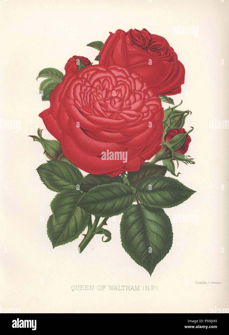 Queen of Waltham hybrid crimson rose. Chromolithograph by Georges Severeyns from an illustration by Walter H. Fitch from William Paul's 'The Rose Garden in two divisions,' London, 1888. First issued in 1848 with 15 coloured plates, 'The Rose Garden' soon became a standard work on roses and ran to 10 editions, the last in 1903. The illustrations for the 9th edition were by Walter Fitch, the famous artist who illustrated Curtis' 'Botanical Magazine' for many years. Stock Photo