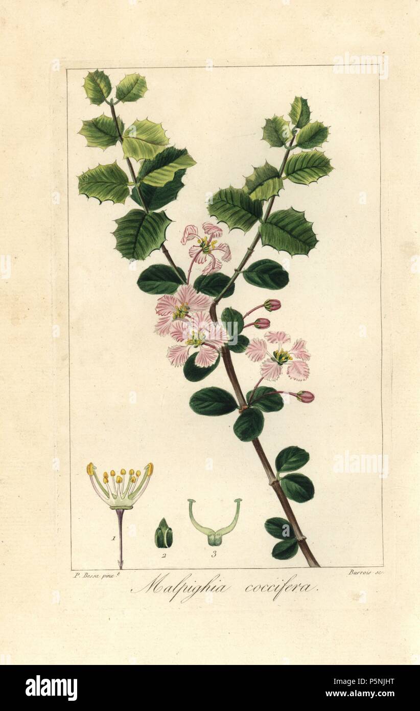 Singapore holly, Malpighia coccigera, native to the Caribbean. Handcoloured stipple engraving on copper by Barrois from a botanical illustration by Pancrace Bessa from Mordant de Launay's 'Herbier General de l'Amateur,' Audot, Paris, 1820. The Herbier was published from 1810 to 1827 and edited by Mordant de Launay and Loiseleur-Deslongchamps. Bessa (1772-1830s), along with Redoute and Turpin, is considered one of the greatest French botanical artists of the 19th century. Stock Photo