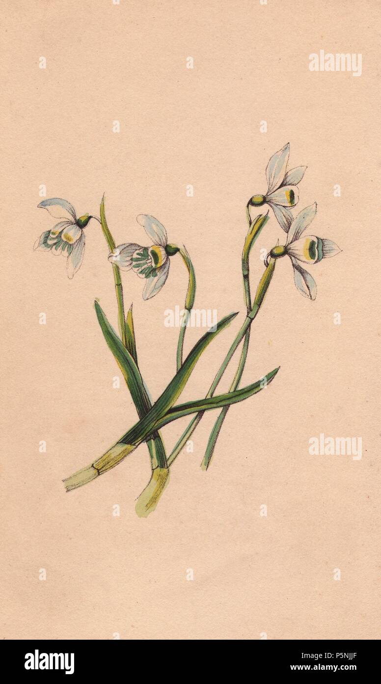 Snowdrop, Galanthus nivalis, consolation in the language of flowers. Blooms in January. Handcoloured engraving by James Andrews for John Stevens Henslow's 'Bouquet des Souvenirs,' London, 1840. Henslow (17961861) was educated at Cambridge University, and returned to teach there, becoming Chair of Mineralogy in 1822 and Chair of Botany in 1825. His lectures were attended by a young Charles Darwin. James Andrews was a talented botanical artist who squandered his talents on gift books. Stock Photo