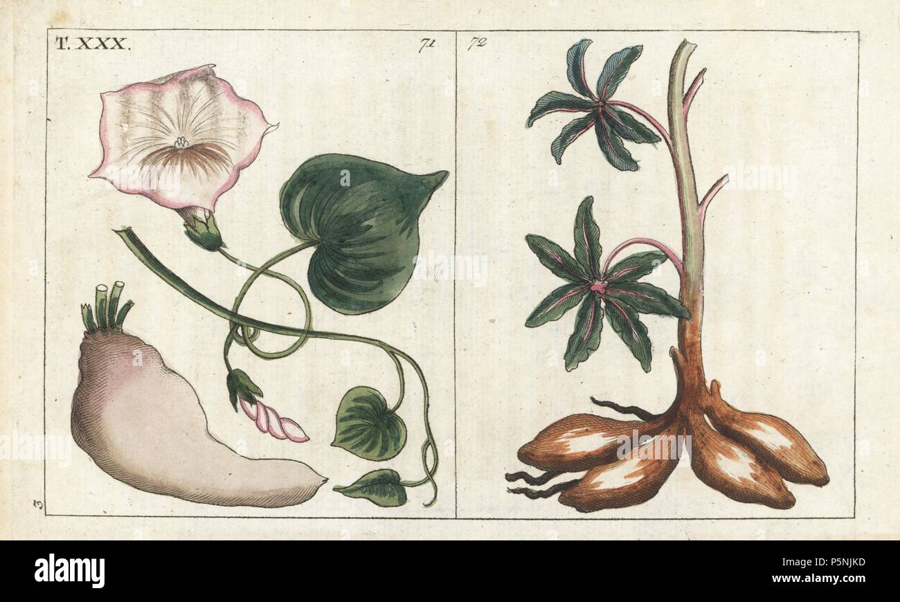 Sweet potato, Ipomoea batatas 71, and cassava, Manihot esculenta 72, flowers and root tuber. Handcolored copperplate engraving of a botanical illustration from G. T. Wilhelm's 'Unterhaltungen aus der Naturgeschichte' (Encyclopedia of Natural History), Augsburg, 1811. Gottlieb Tobias Wilhelm (1758-1811) was a clergyman and naturalist in Augsburg, Bavaria. Stock Photo
