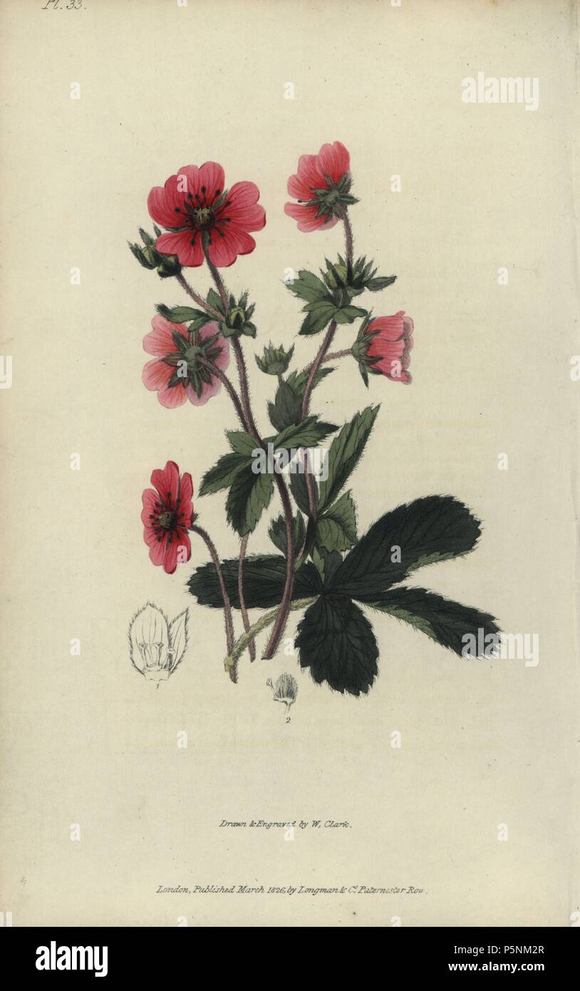 Nepal cinquefoil, potentilla nepalensis. Handcoloured botanical illustration drawn and engraved by William Clark from Richard Morris's 'Flora Conspicua' London, Longman, Rees, 1826. William Clark was former draughtsman to the London Horticultural Society and illustrated many botanical books in the 1820s and 1830s. Stock Photo