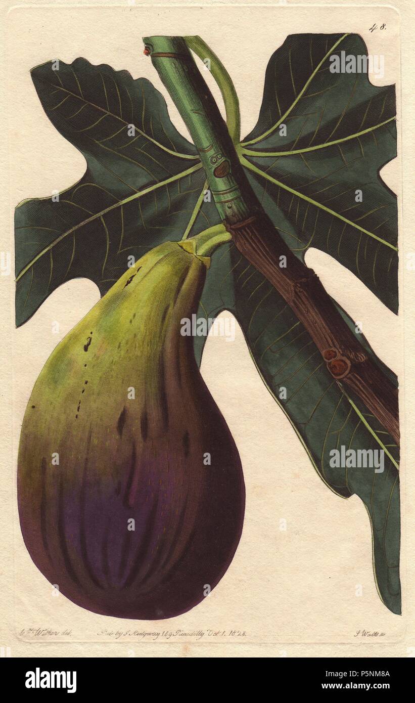 Brunswick fig, Ficus carica. Handcoloured copperplate engraving by S. Watts from a botanical illustration by Augusta Withers from John Lindley's 'Pomological Magazine,' James Ridgway, London, 1828. The magazine was published in three volumes from 1828 to 1830 and discontinued at plate 152 because of a dispute between the editors. Lindley (1795-1865) was an English botanist and gardener who published books on roses, orchids, and fruit. Mrs. Withers (1793-1877) was an eminent Victorian botanical artist and Flower Painter in Ordinary to Queen Adelaide. Stock Photo