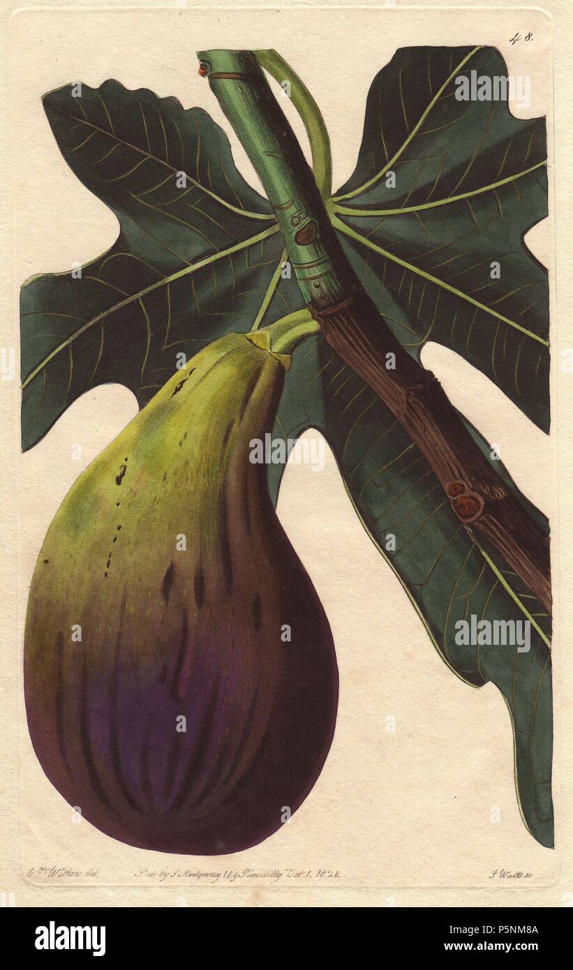 Ficus Carica Brunswick High Resolution Stock Photography and Images - Alamy