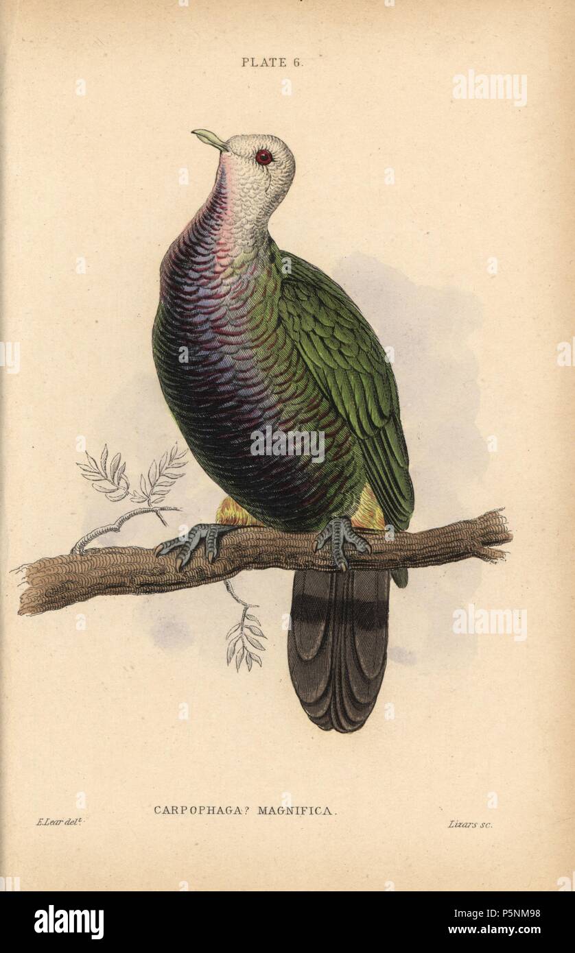Wompoo fruit dove, Ptilinopus magnificus, native to Australia. Handcoloured steel engraving by William Lizars after an illustration by Edward Lear from Prideaux John Selby's volume 'Pigeons' in Sir William Jardine's 'Naturalist's Library: Ornithology,' published by W.H. Lizars, Edinburgh, 1835. Artist Edward Lear (1812-1888), today most famous for his literary nonsense and limericks, was a skilled ornithological artist who published 'Illustrations of the Family of Psittacidae or Parrots' in 1832. Stock Photo