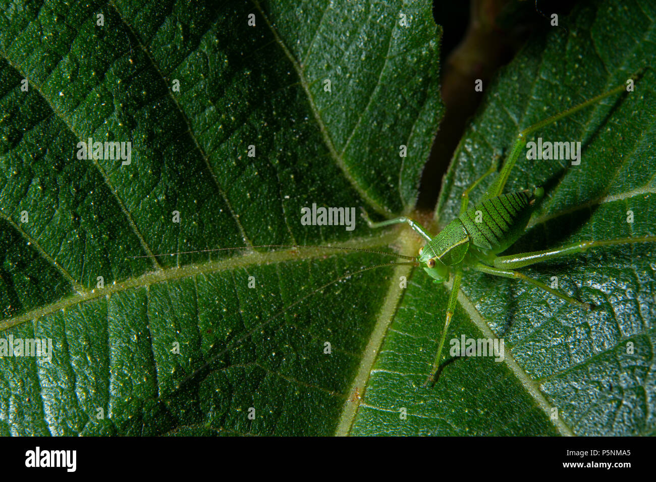 Speckled bush cricket, Leptophyes punctatissima, Tettigoniidae, Canale Monterano, Rome, Lazio, Italy, Europe Stock Photo