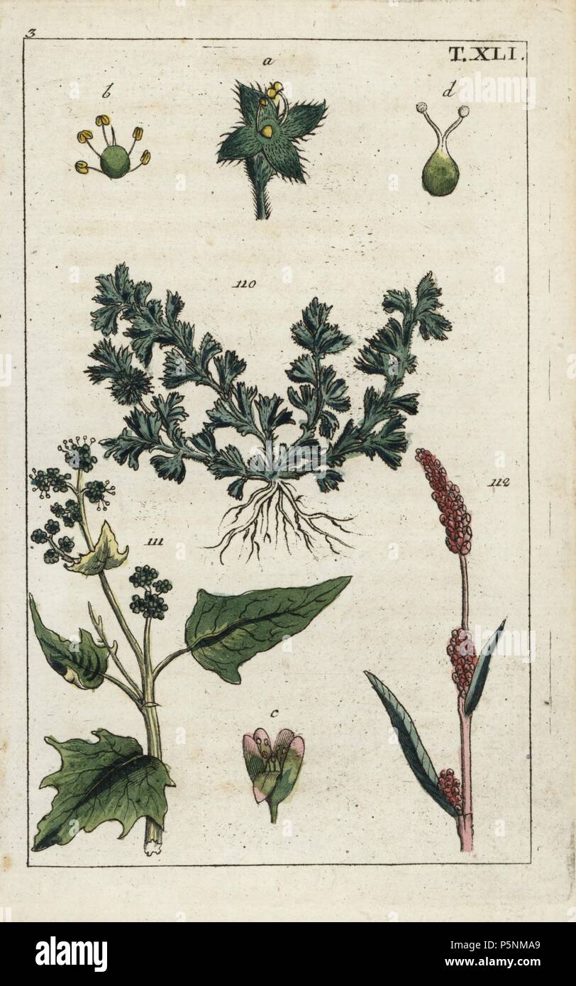 Field parsley piert, Aphanes arvensis 110, maple-leaved goosefoot, Chenopodium hybridum 111, and spotted ladysthumb, Polygonum persicaris 112. Handcolored copperplate engraving of a botanical illustration from G. T. Wilhelm's 'Unterhaltungen aus der Naturgeschichte' (Encyclopedia of Natural History), Augsburg, 1811. Gottlieb Tobias Wilhelm (1758-1811) was a clergyman and naturalist in Augsburg, Bavaria. Stock Photo