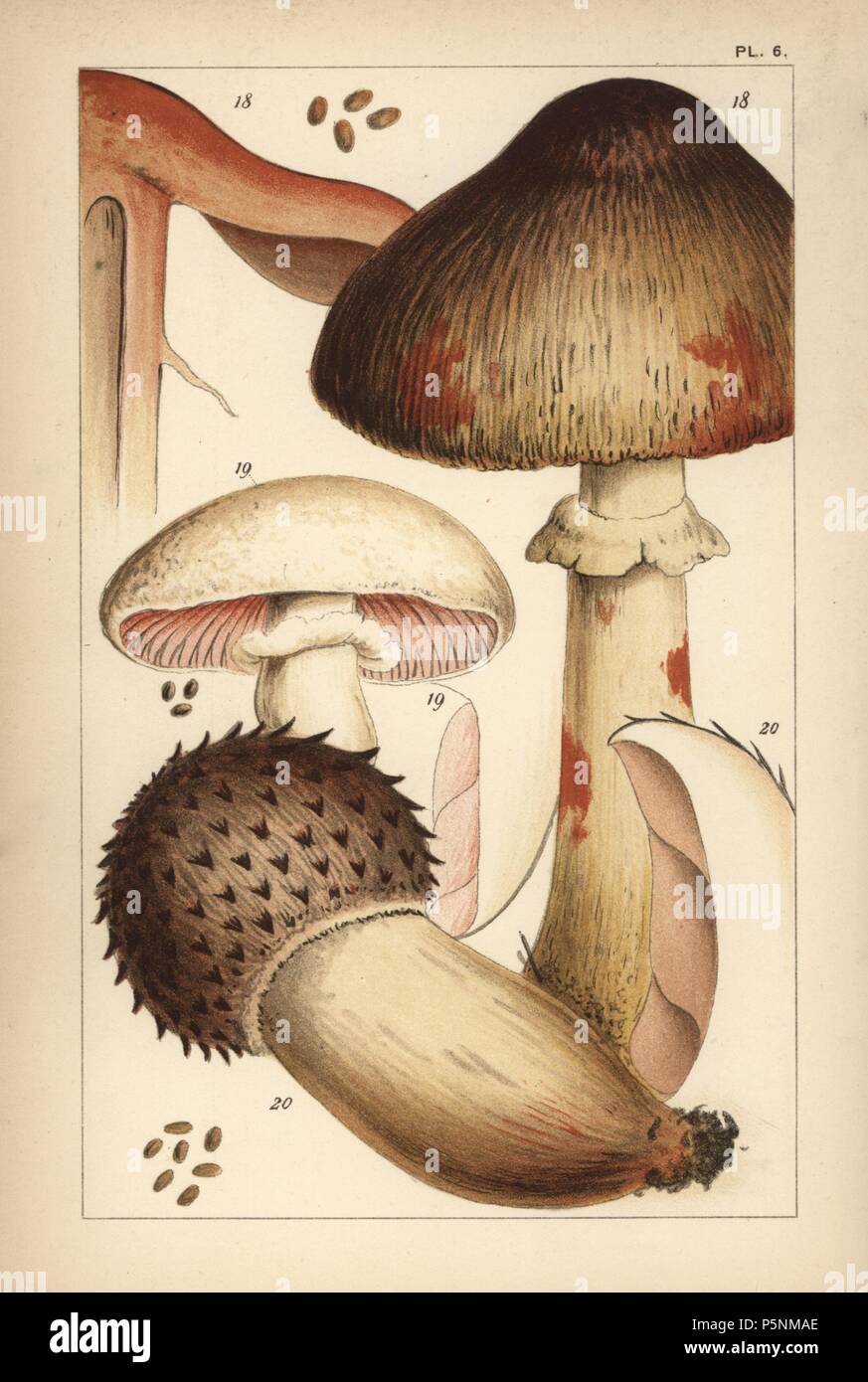Bleeding mushroom, Agaricus haemorrhoidarius 18, field mushroom, A. campestris 19, and A. elvensis 20. Chromolithograph after an illustration by M. C. Cooke from his own 'British Edible Fungi, how to distinguish and how to cook them,' London, Kegan Paul, 1891. Mordecai Cubitt Cooke (1825-1914) was a British botanist, mycologist and artist. He was curator a the India Musuem from 1860 to 1879, when he transferred along with the botanical collection to the Royal Botanic Gardens, Kew. Stock Photo