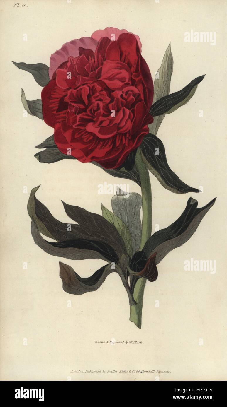 Double red peony, Paeonia officinalis rubra plena. Handcoloured botanical illustration drawn and engraved by William Clark from Richard Morris's 'Flora Conspicua' London, Longman, Rees, 1826. William Clark was former draughtsman to the London Horticultural Society and illustrated many botanical books in the 1820s and 1830s. Stock Photo