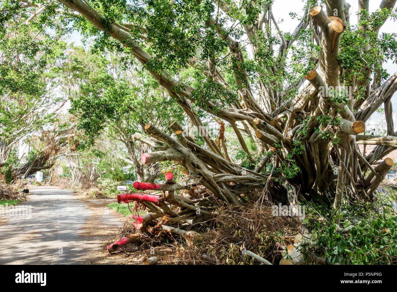 Naples Florida,Hurricane Irma,wind storm damage destruction aftermath,fallen toppled over large tree branches,debris,blocked road,FL170925069 Stock Photo