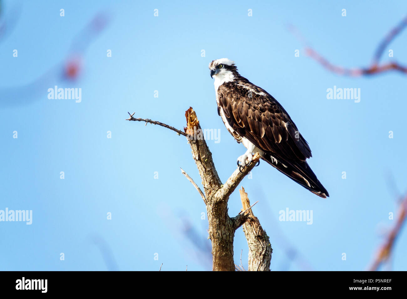 Florida,Fort Ft. Myers Beach,osprey Pandion haliaetus,bird,raptor,habitat,perched,tree branch,wildlife,FL170925091 Stock Photo