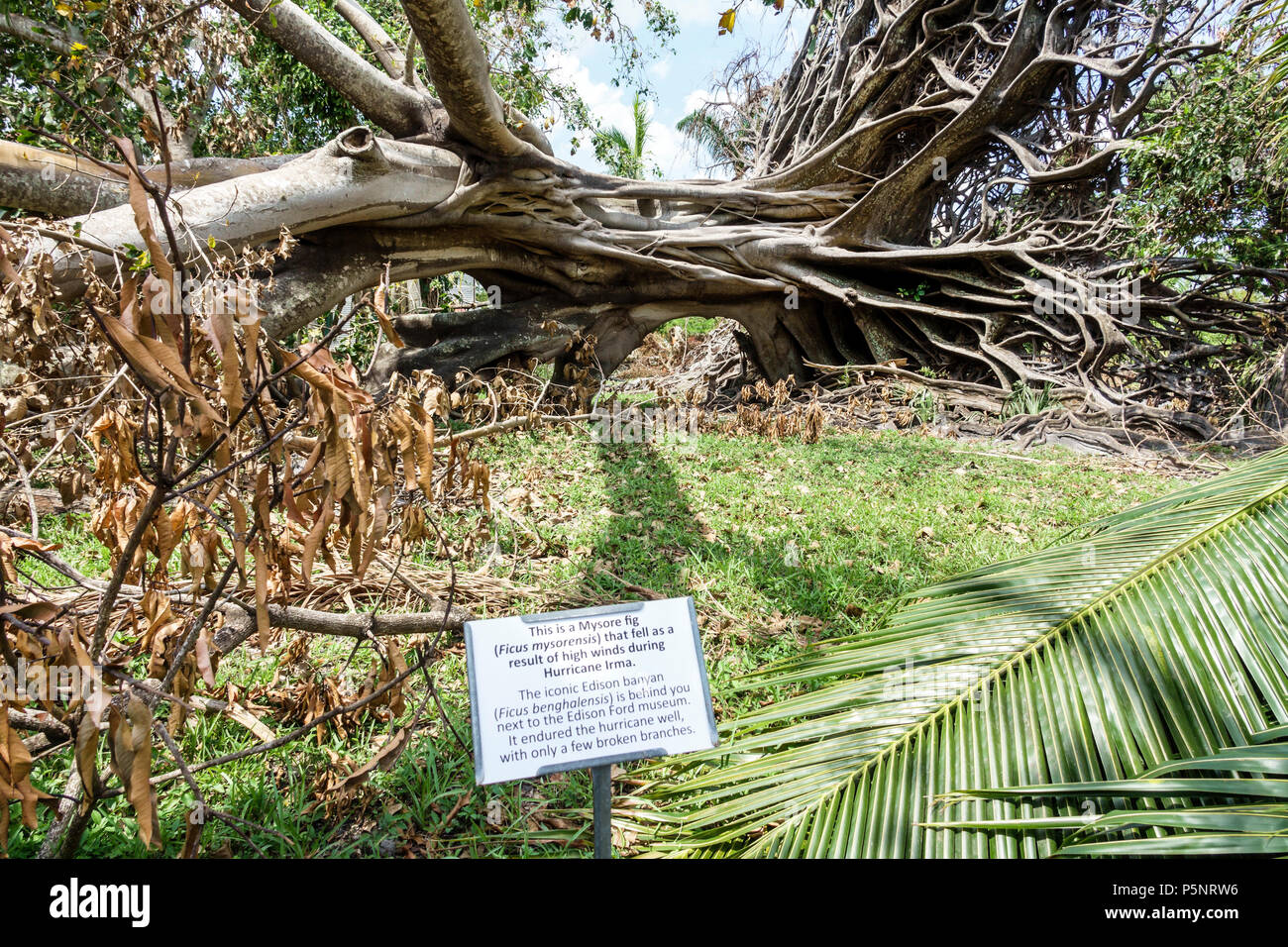 Fort Ft. Myers Florida,McGregor Boulevard,Edison & Ford Winter Estates