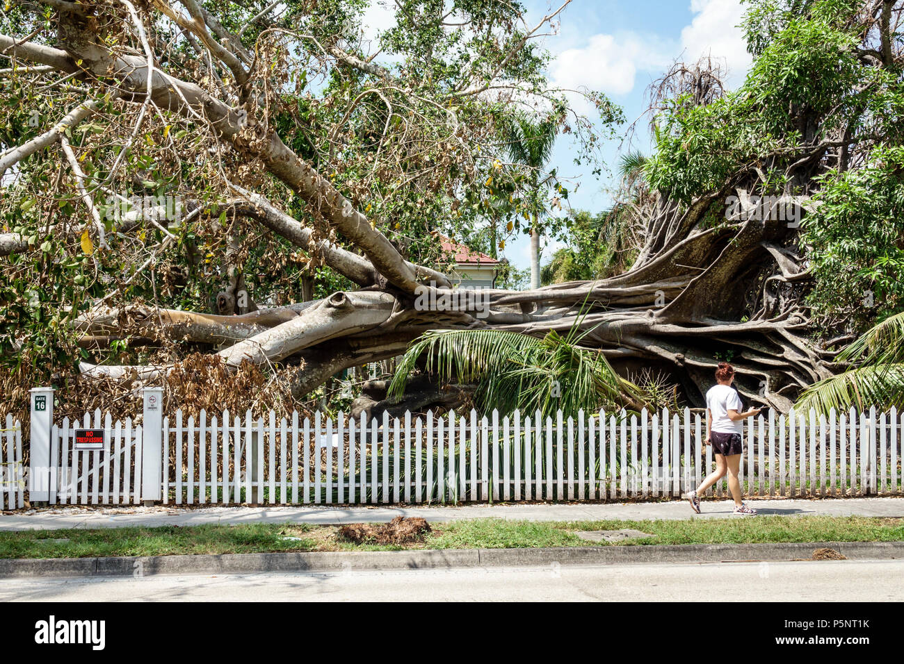Fort Ft. Myers Florida,McGregor Boulevard,Edison & Ford Winter Estates,fallen giant Mysore fig Ficus myorensis tree,exposed root system,Hurricane Irma Stock Photo